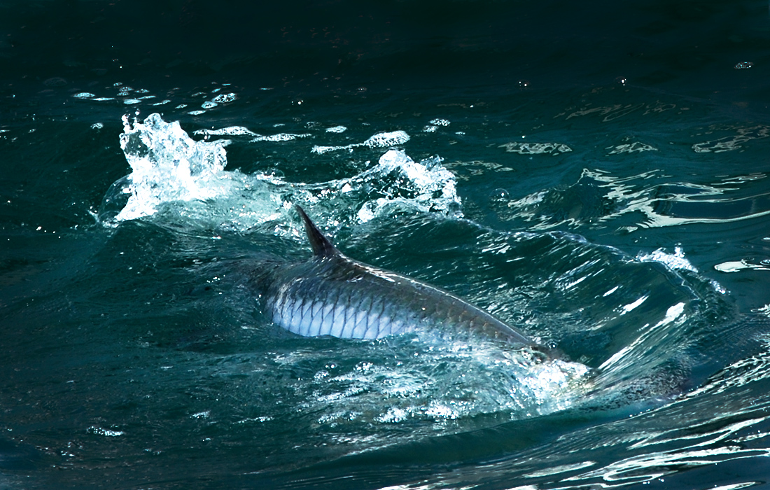 Tarpon Fly Gasparilla Island Guide Steve Hall